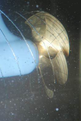 Pods_Galerie_KT_HSP_im_ Kavitationsversuch